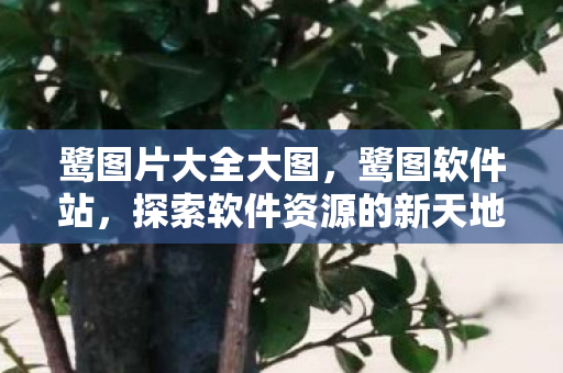 鹭图片大全大图，鹭图软件站，探索软件资源的新天地