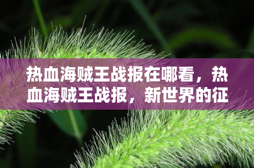热血海贼王战报在哪看，热血海贼王战报，新世界的征途与荣耀