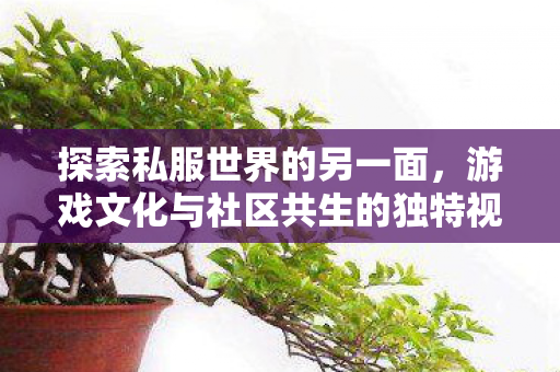 探索私服世界的另一面，游戏文化与社区共生的独特视角