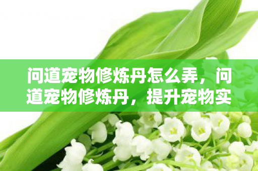 问道宠物修炼丹怎么弄，问道宠物修炼丹，提升宠物实力的神秘法宝