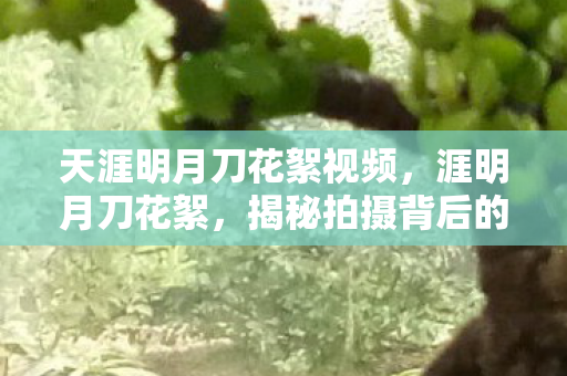 天涯明月刀花絮视频，涯明月刀花絮，揭秘拍摄背后的趣事与匠心