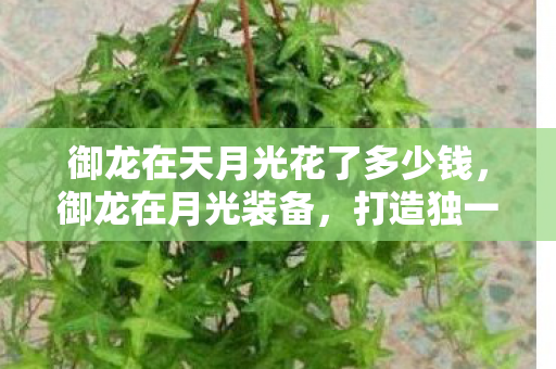 御龙在天月光花了多少钱，御龙在月光装备，打造独一无二的游戏体验