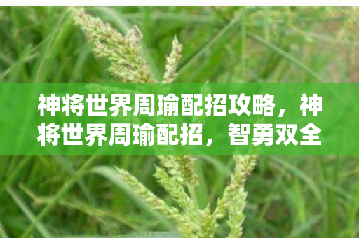 神将世界周瑜配招攻略，神将世界周瑜配招，智勇双全，策略致胜