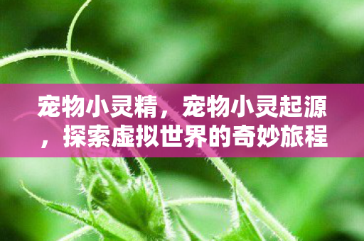 宠物小灵精，宠物小灵起源，探索虚拟世界的奇妙旅程