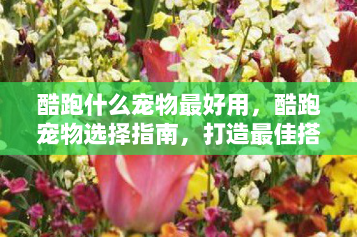 酷跑什么宠物最好用，酷跑宠物选择指南，打造最佳搭配