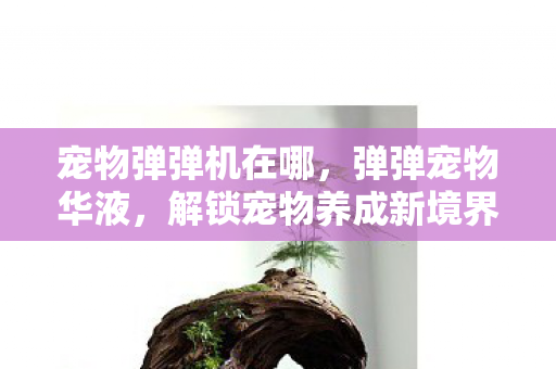 宠物弹弹机在哪，弹弹宠物华液，解锁宠物养成新境界