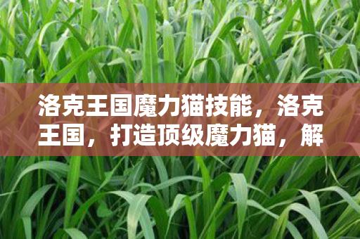 洛克王国魔力猫技能，洛克王国，打造顶级魔力猫，解锁宠物养成新高度