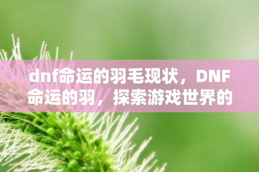 dnf命运的羽毛现状，DNF命运的羽，探索游戏世界的无限可能