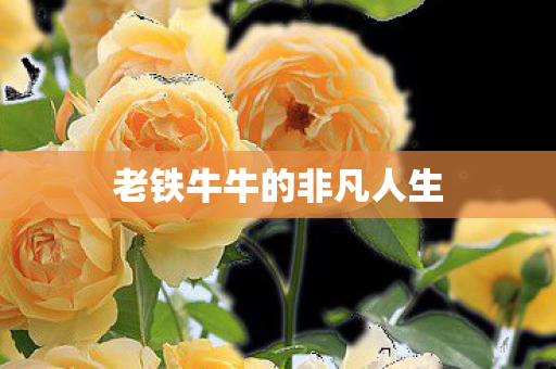 老铁牛牛的非凡人生