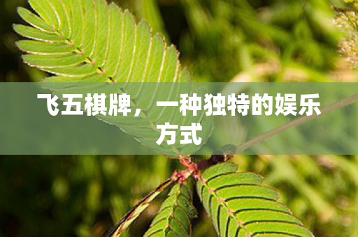 飞五棋牌,一种独特的娱乐方式 飞五棋牌,一种独特的娱乐方式