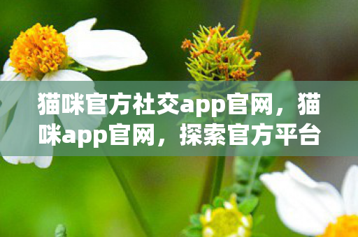 猫咪官方社交app官网，猫咪app官网，探索官方平台的独特魅力