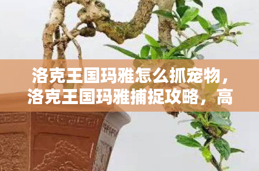 洛克王国玛雅怎么抓宠物，洛克王国玛雅捕捉攻略，高效捕捉技巧分享