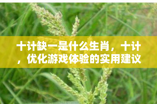 十计缺一是什么生肖，十计，优化游戏体验的实用建议