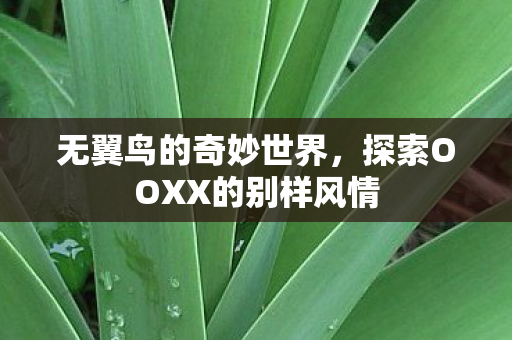 无翼鸟的奇妙世界，探索OOXX的别样风情