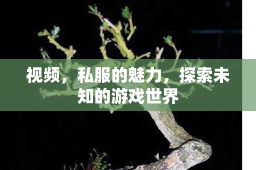 视频，私服的魅力，探索未知的游戏世界