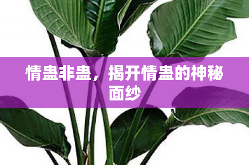 情蛊非蛊，揭开情蛊的神秘面纱