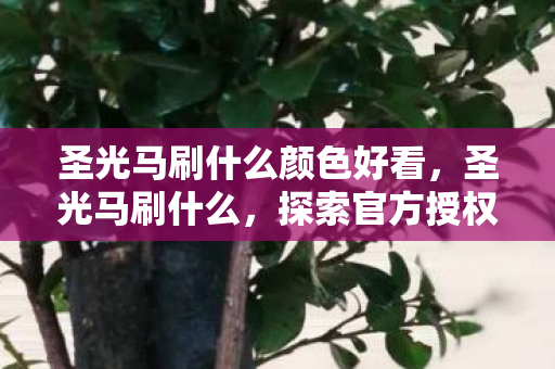 圣光马刷什么颜色好看，圣光马刷什么，探索官方授权下的游戏乐趣