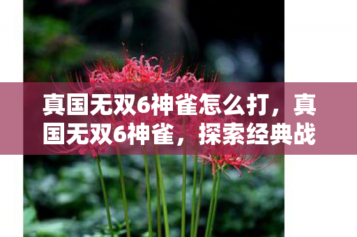 真国无双6神雀怎么打，真国无双6神雀，探索经典战棋的无限可能