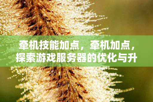 牵机技能加点，牵机加点，探索游戏服务器的优化与升级之路