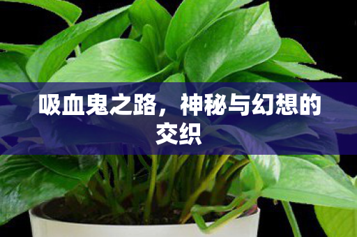 吸血鬼之路，神秘与幻想的交织