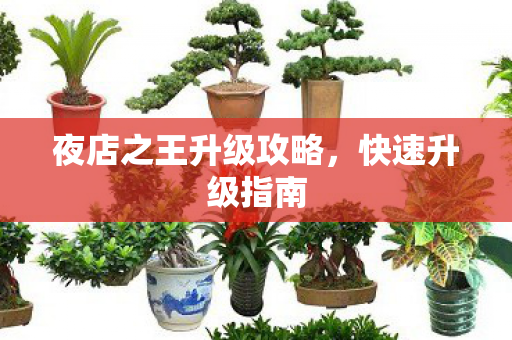 夜店之王升级攻略,快速升级指南 夜店之王升级攻略,快速升级指南