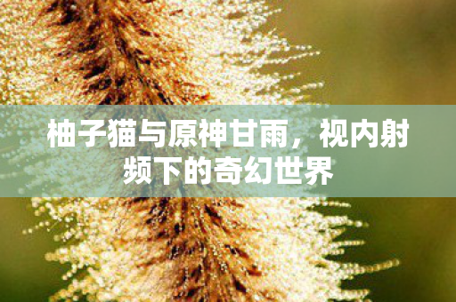 柚子猫与原神甘雨，视内射频下的奇幻世界