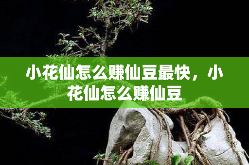 小花仙怎么赚仙豆最快，小花仙怎么赚仙豆