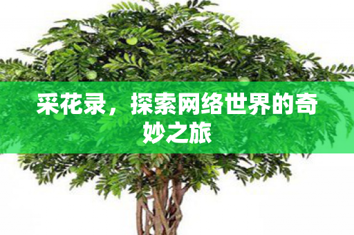 采花录，探索网络世界的奇妙之旅