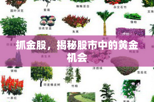 抓金股，揭秘股市中的黄金机会