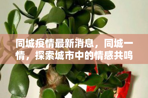 同城疫情最新消息，同城一情，探索城市中的情感共鸣与社交新机遇