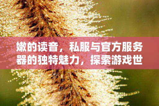 嫩的读音，私服与官方服务器的独特魅力，探索游戏世界的不同维度