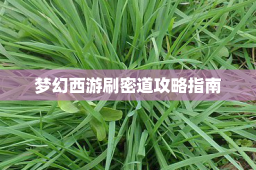 梦幻西游刷密道攻略指南