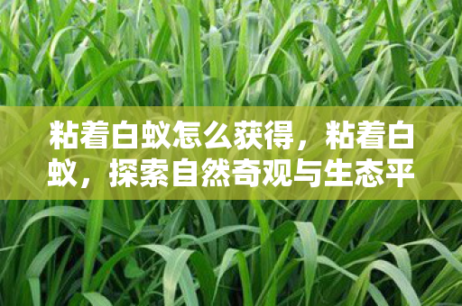 粘着白蚁怎么获得，粘着白蚁，探索自然奇观与生态平衡的奥秘