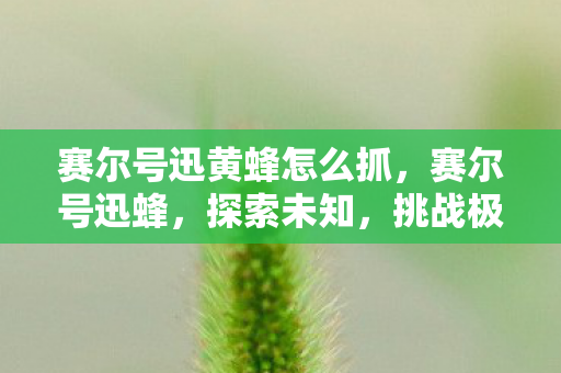 赛尔号迅黄蜂怎么抓，赛尔号迅蜂，探索未知，挑战极限