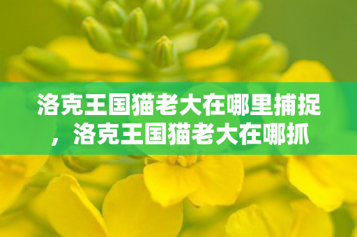 洛克王国猫老大在哪里捕捉，洛克王国猫老大在哪抓