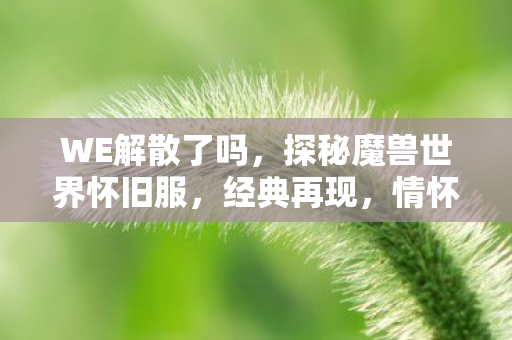 WE解散了吗，探秘魔兽世界怀旧服，经典再现，情怀与创新的碰撞