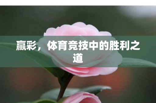 赢彩，体育竞技中的胜利之道