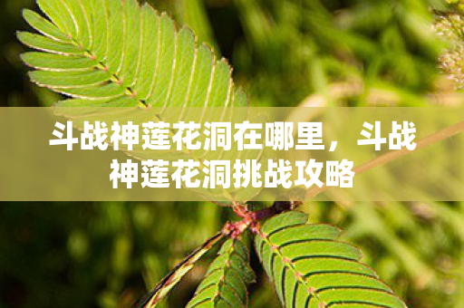 斗战神莲花洞在哪里，斗战神莲花洞挑战攻略