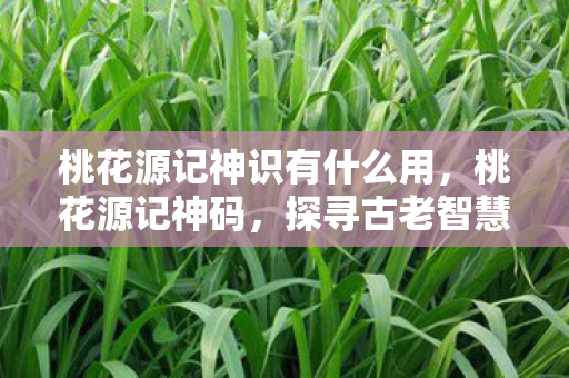 桃花源记神识有什么用，桃花源记神码，探寻古老智慧的数字密码