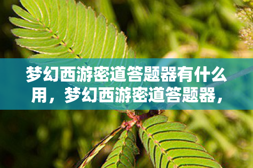 梦幻西游密道答题器有什么用，梦幻西游密道答题器，提升游戏效率的智慧工具