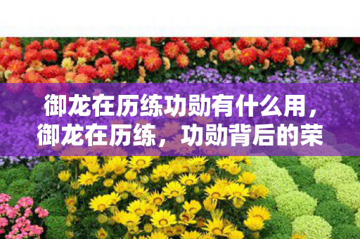 御龙在历练功勋有什么用，御龙在历练，功勋背后的荣耀与挑战
