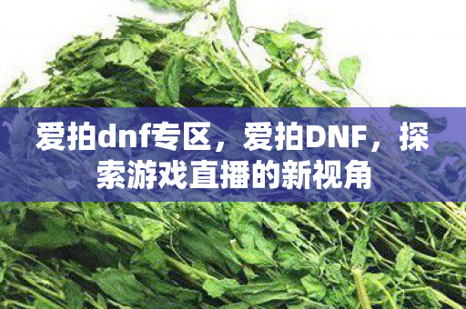 爱拍dnf专区，爱拍DNF，探索游戏直播的新视角
