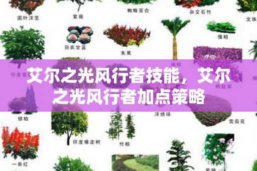 艾尔之光风行者技能，艾尔之光风行者加点策略
