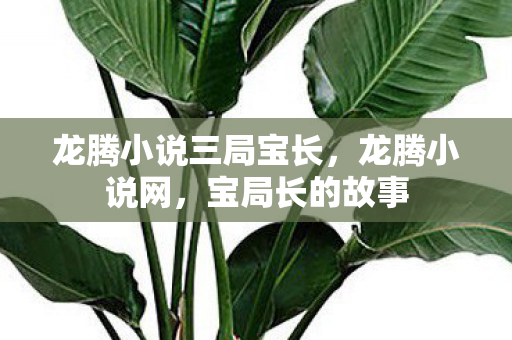 龙腾小说三局宝长，龙腾小说网，宝局长的故事