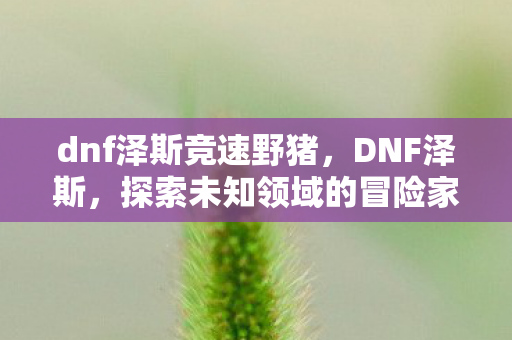 dnf泽斯竞速野猪，DNF泽斯，探索未知领域的冒险家