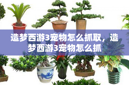造梦西游3宠物怎么抓取，造梦西游3宠物怎么抓