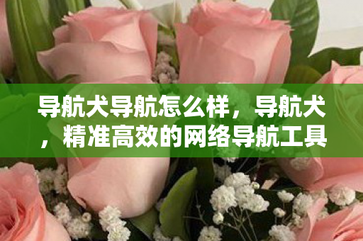 导航犬导航怎么样，导航犬，精准高效的网络导航工具