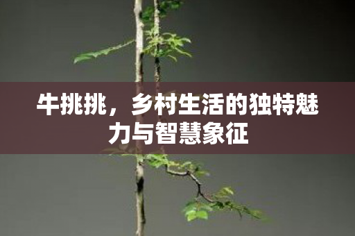 牛挑挑，乡村生活的独特魅力与智慧象征