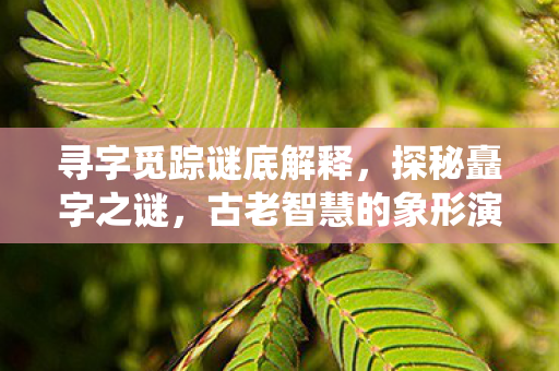 寻字觅踪谜底解释，探秘矗字之谜，古老智慧的象形演绎