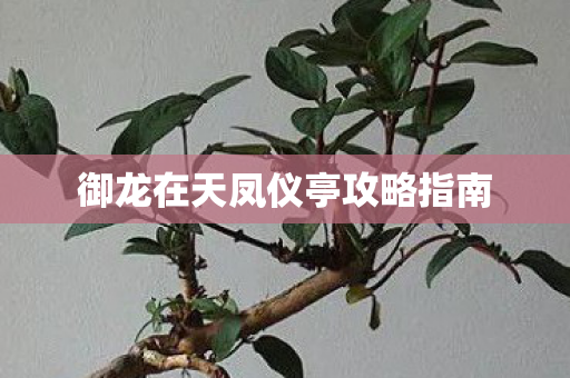 御龙在天凤仪亭攻略指南